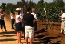 Undurraga Wine Tasting Tour